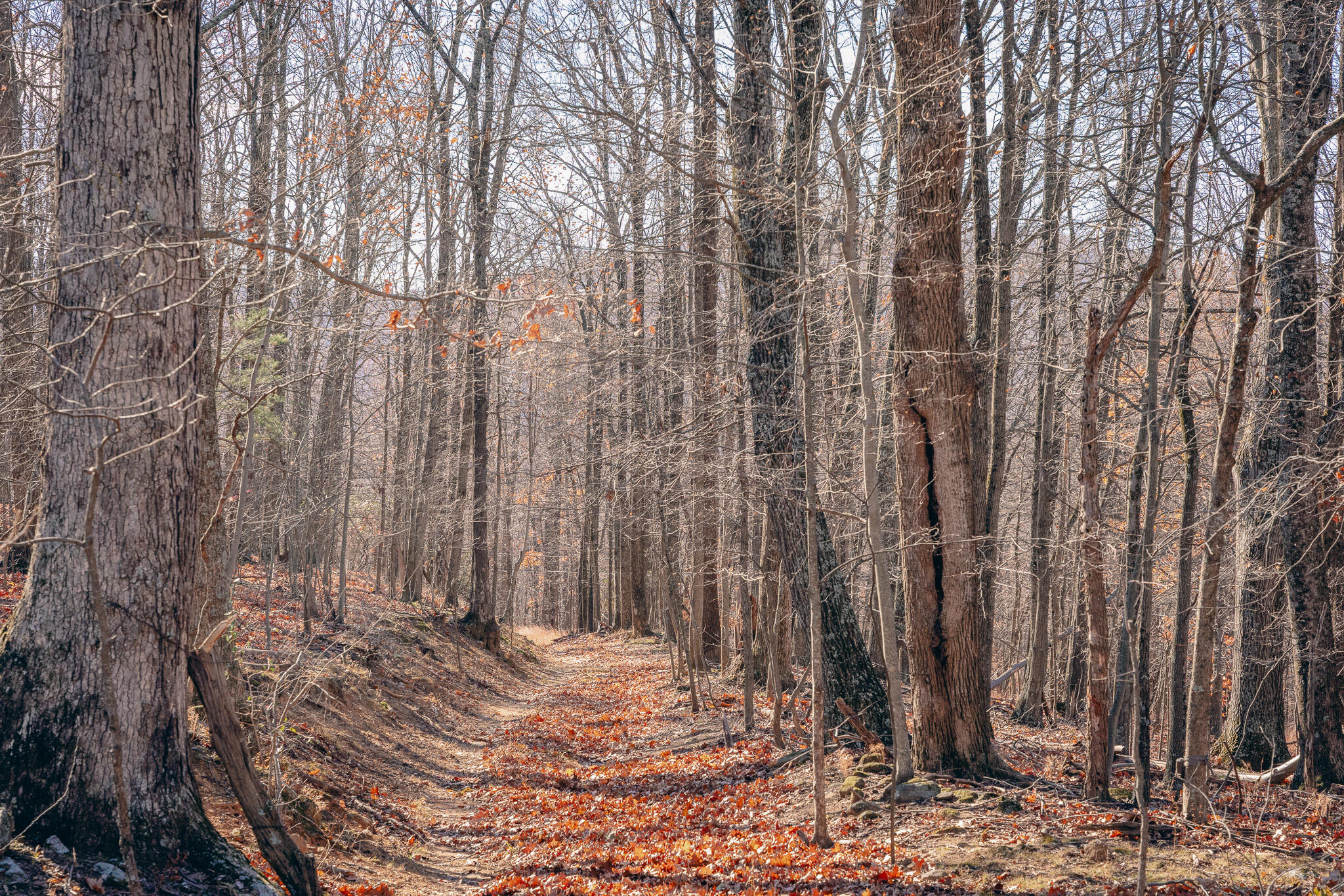 0 Bore Auger Road Blue Ridge, VA 24064 - Photo 7 of 25 a view of a backyard of the house