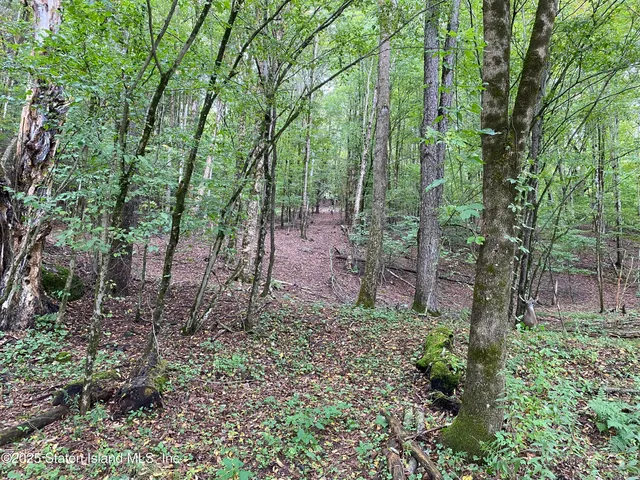 a view of a forest with trees