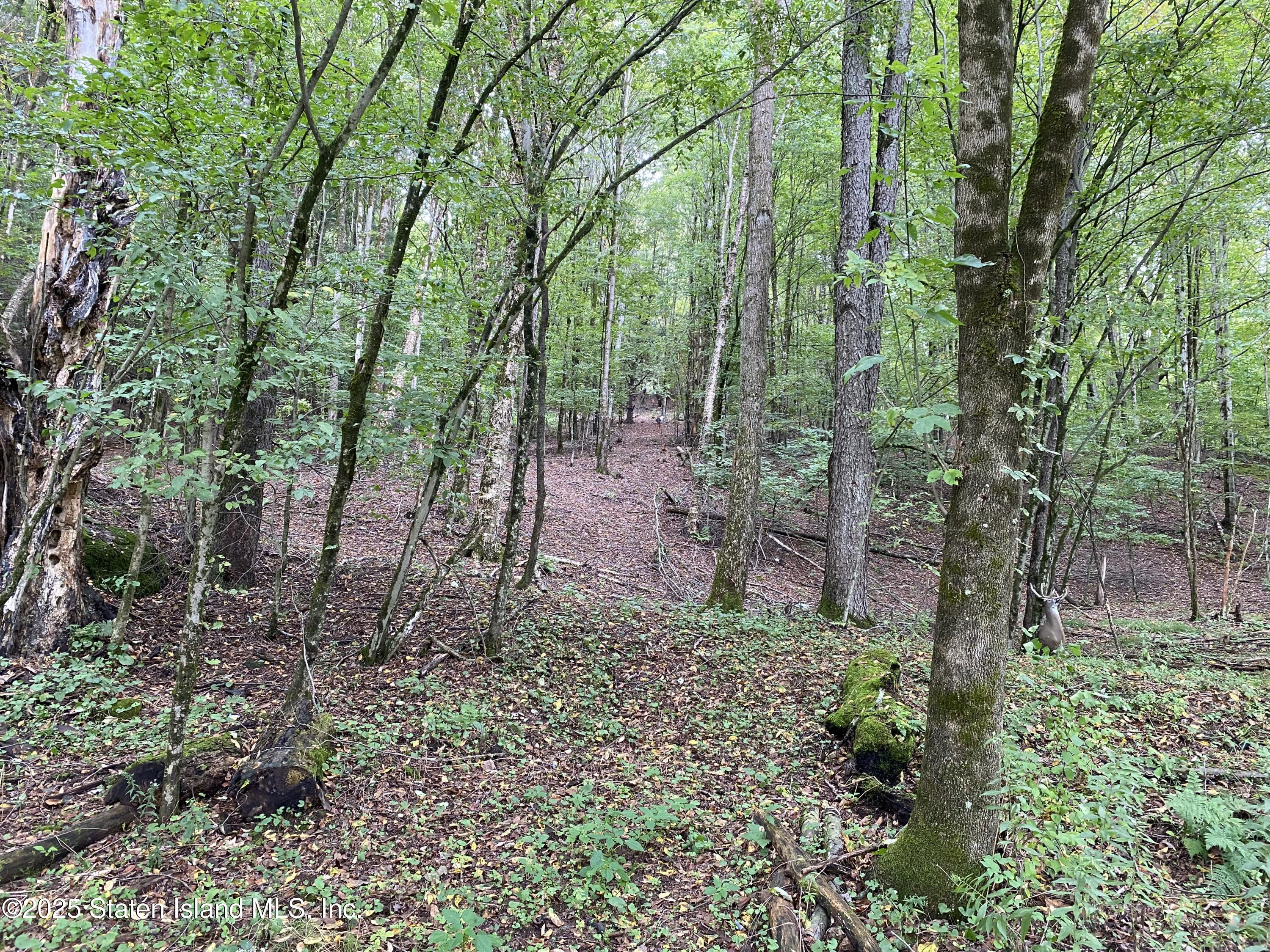 2340 Sands Creek Road Hancock, NY 13783 - Photo 4 of 8 a view of a forest with trees