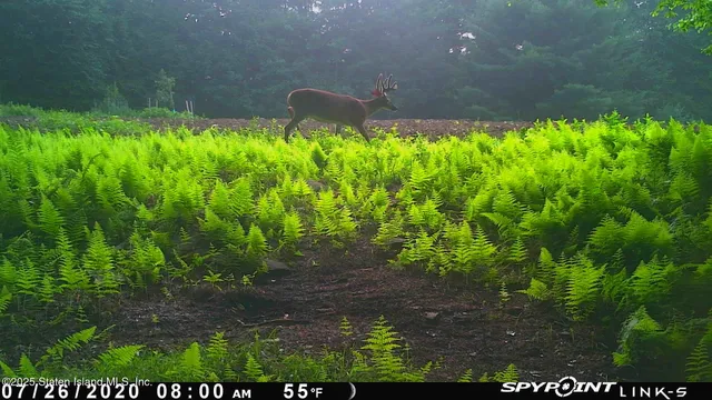 a backyard of a house with lots of green space and plants