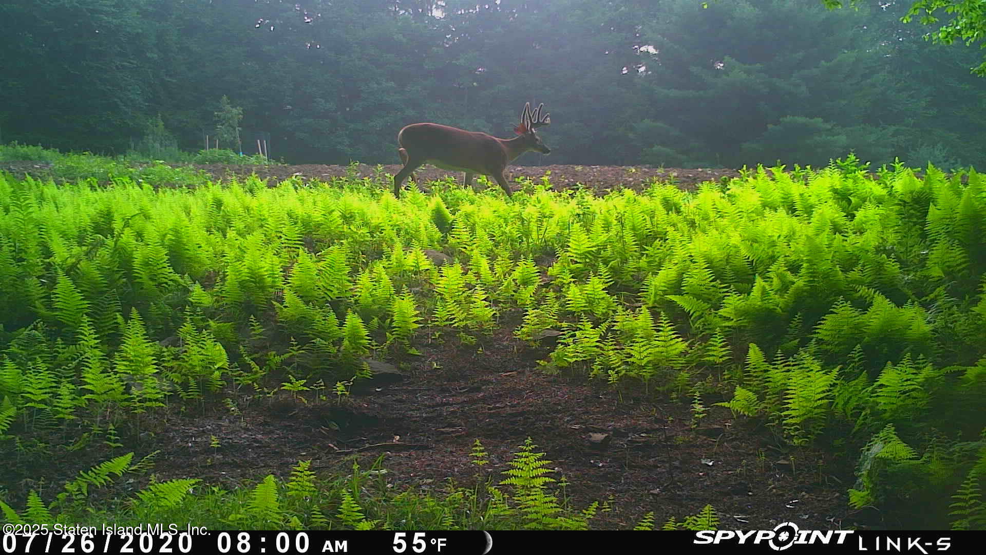 2340 Sands Creek Road Hancock, NY 13783 - Photo 6 of 8 a backyard of a house with lots of green space and plants