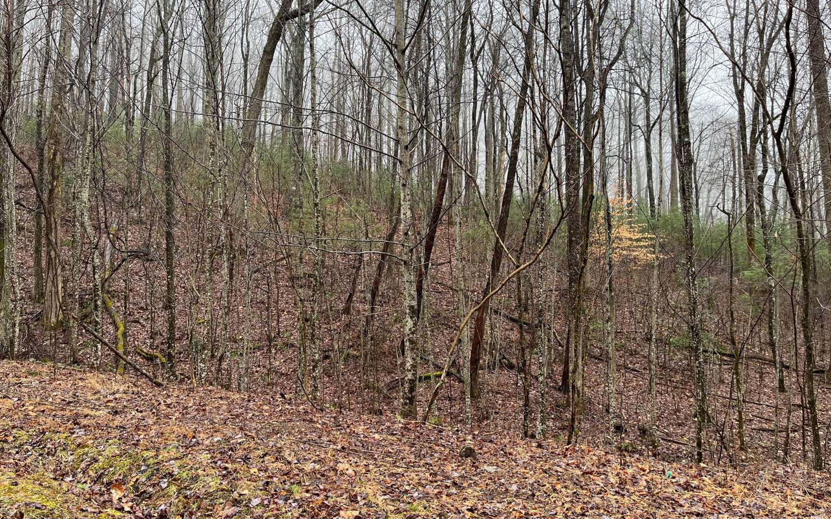 25 Goldmine Gap Road Ellijay, GA 30536 - Photo 7 of 19 Additional View