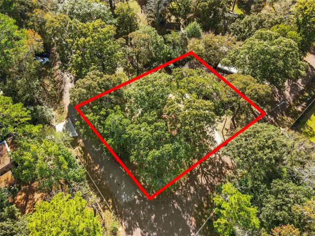 a close up of a tree