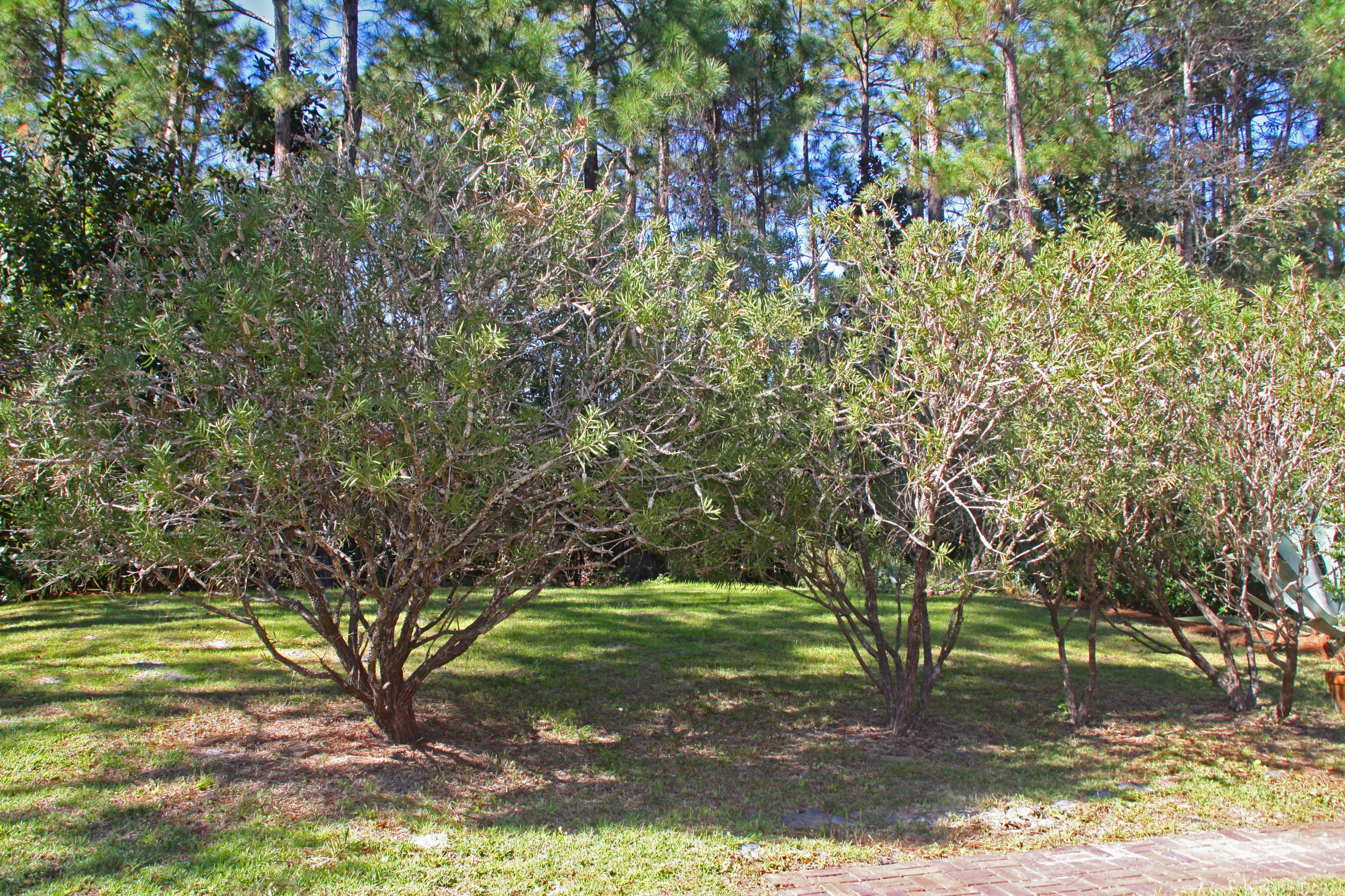 35 East Nursery Road Santa Rosa Beach, FL 32459 - Photo 4 of 45