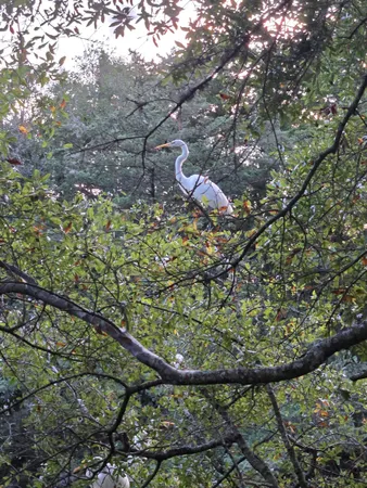 $199,000 | 517 Porter Drive, Murrells Inlet, SC 29576