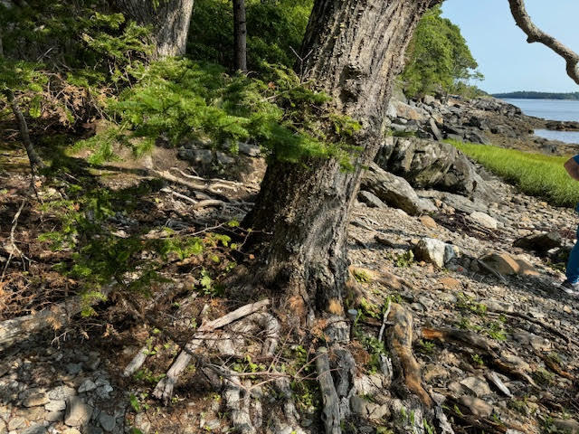 Lot C Long Point Road Harpswell, ME 04079 - Photo 9 of 36 unnamed-7