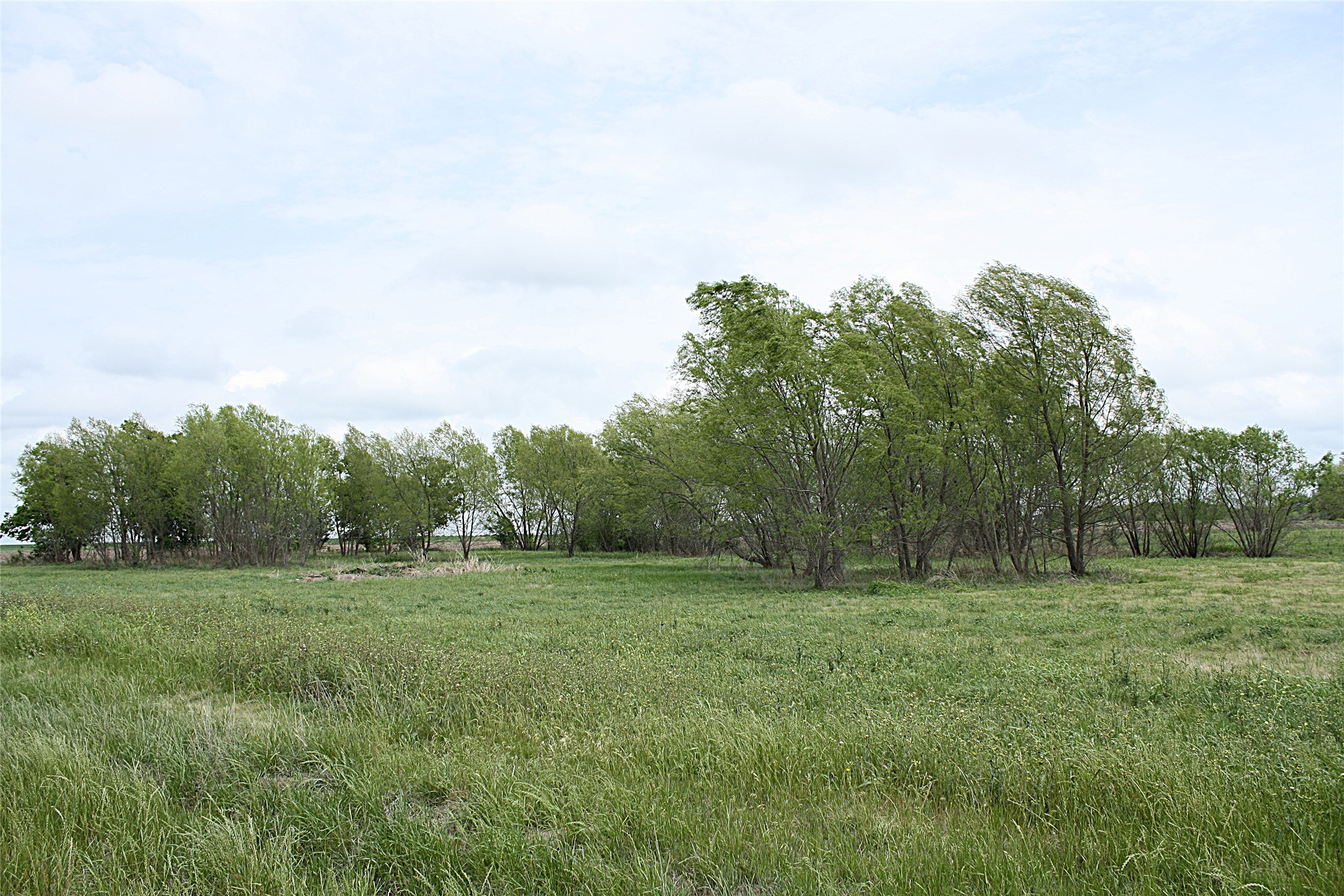 19374 Pennington Branch Road Holland, TX 76534 - Photo 13 of 24 Expansive green field with natural growth and trees