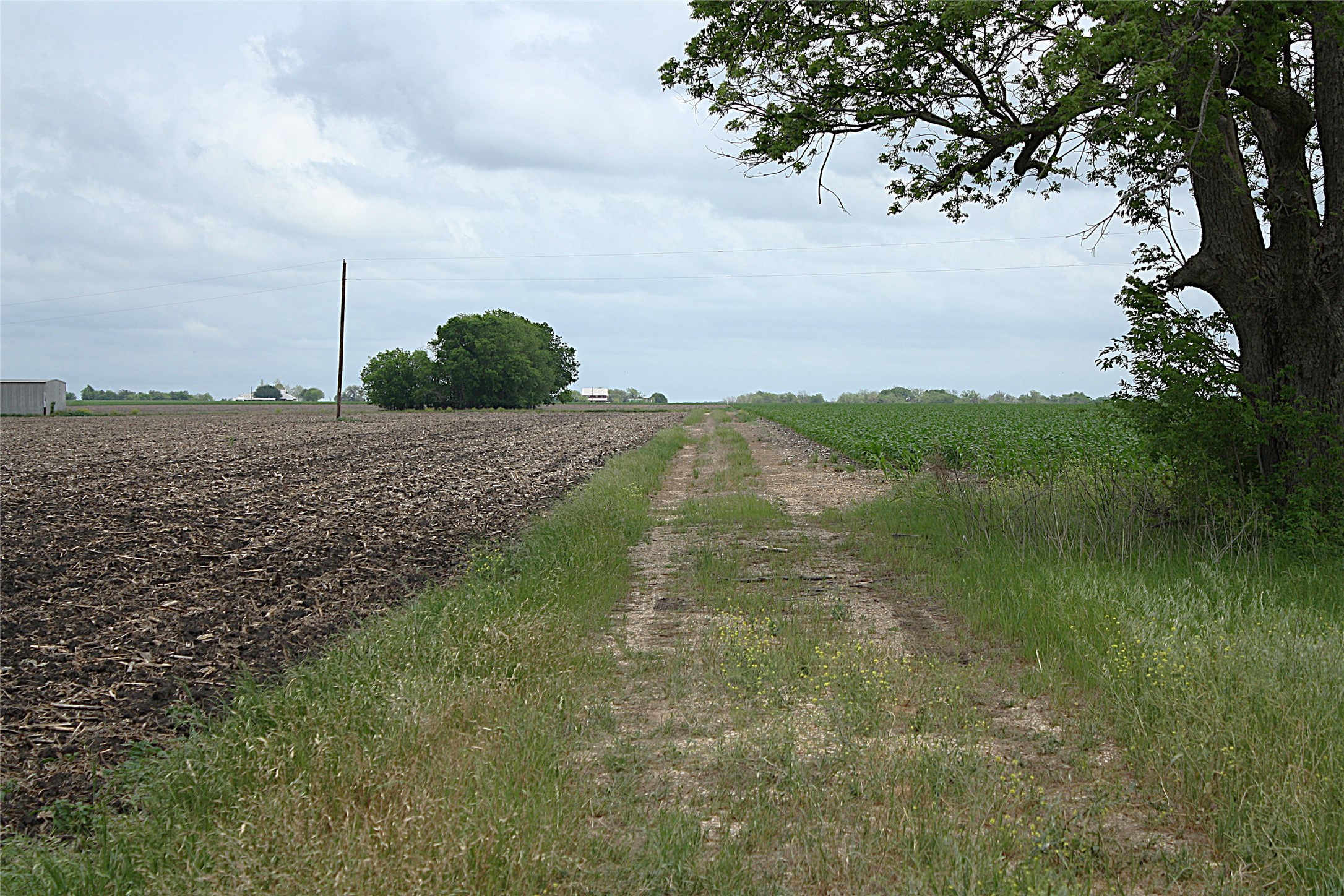 19374 Pennington Branch Road Holland, TX 76534 - Photo 8 of 24 The property includes an unpaved road, a sizable tree with green foliage, and areas of cultivated land with green crops