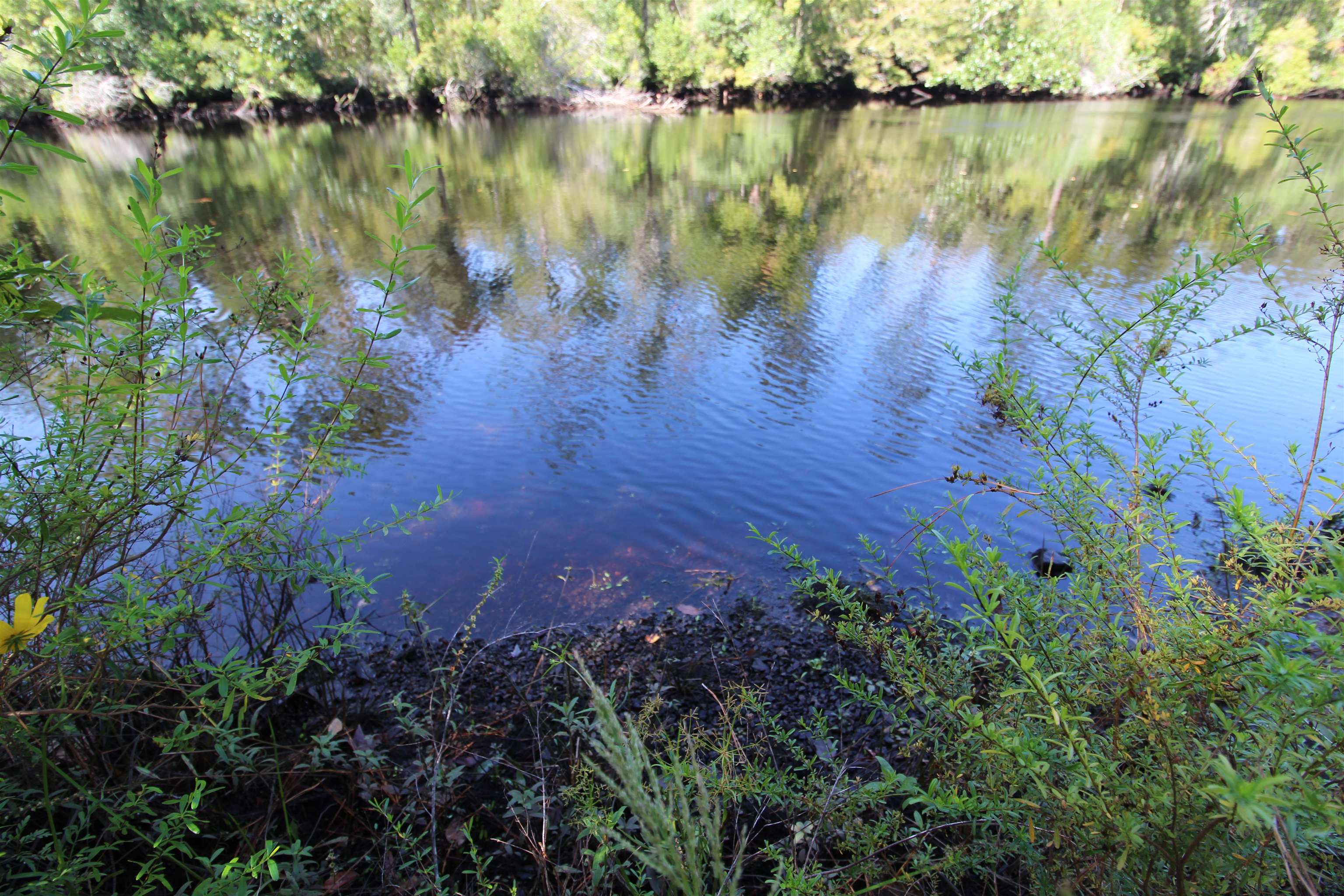 142 Beasley Road Sopchoppy, FL 32358 - Photo 18 of 42