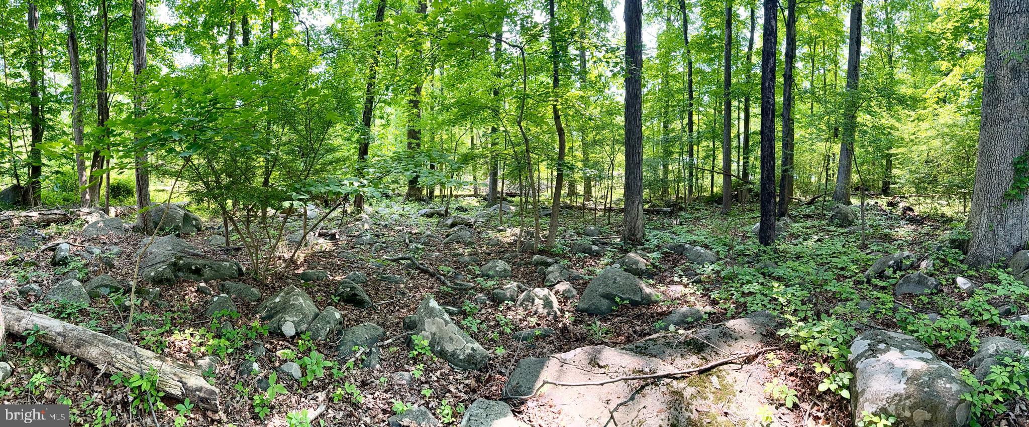 1142 Apple Road Quakertown, PA 18951 - Photo 22 of 22 a view of a lush green forest with lots of trees
