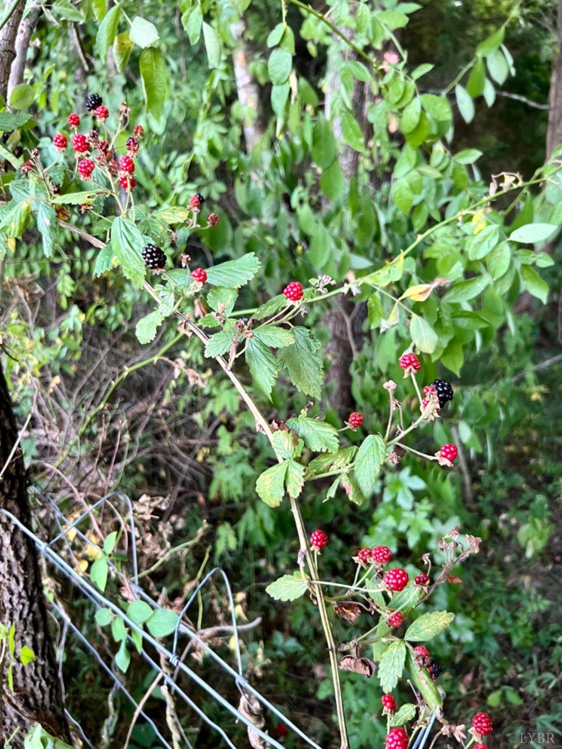 4020 Jeb Stuart Highway Red Oak, VA 23964 - Photo 31 of 48