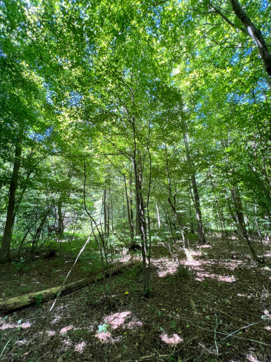 4020 Jeb Stuart Highway Red Oak, VA 23964 - Photo 41 of 48 a backyard of a house with lots of green space
