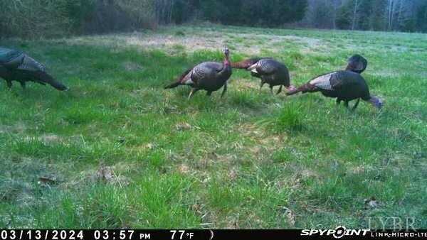 4020 Jeb Stuart Highway Red Oak, VA 23964 - Photo 43 of 48 a view of a lush green forest