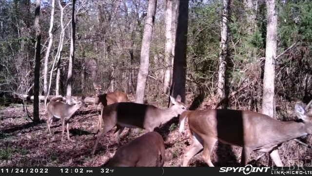 4020 Jeb Stuart Highway Red Oak, VA 23964 - Photo 45 of 48 a backyard of a house with lots of green space