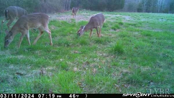 4020 Jeb Stuart Highway Red Oak, VA 23964 - Photo 48 of 48 a view of backyard with outdoor seating and green space