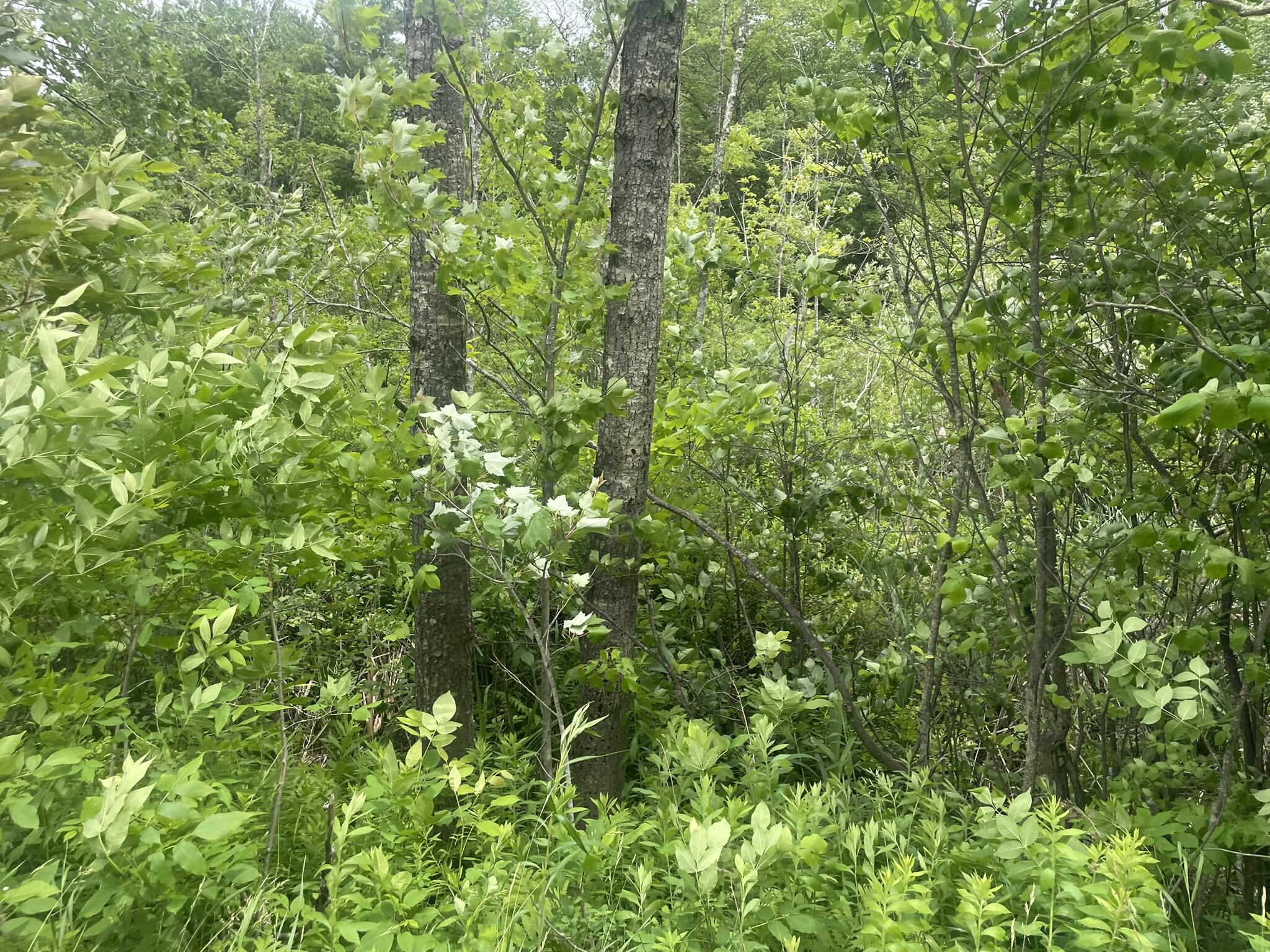 1075 Hill Road Clinton, ME 04927 - Photo 170 of 172 IMG_6273