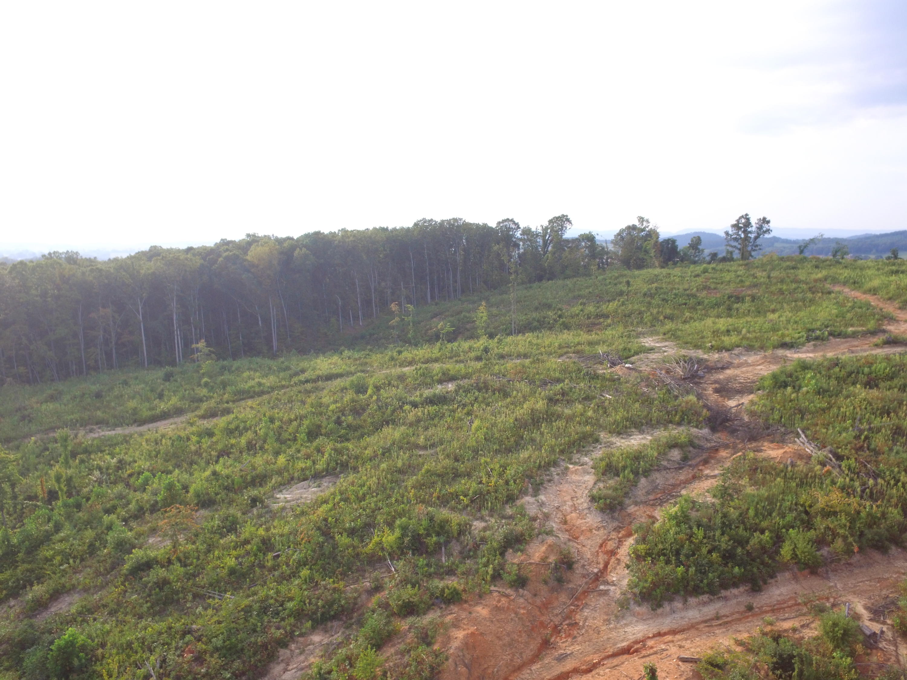 1756 Quarry Road New Market, TN 37820 - Photo 11 of 28 DJI_0036