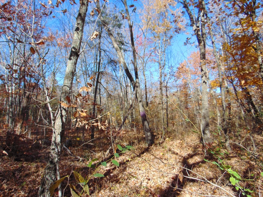 0 Raccoon Ridge Road Spring City, TN 37381 - Photo 11 of 70