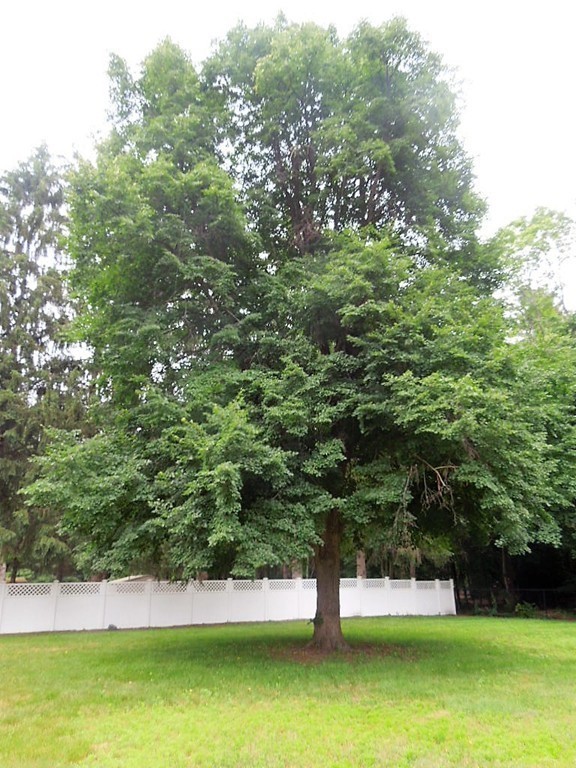 8 Howard Road Chelmsford, MA 01824 - Photo 28 of 30 a view of a yard with a tree
