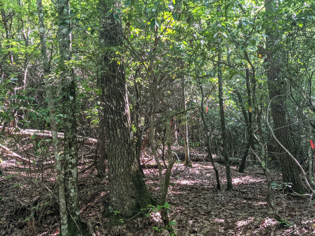 0 Town Mountain Road Hayesville, NC 28904 - Photo 4 of 8