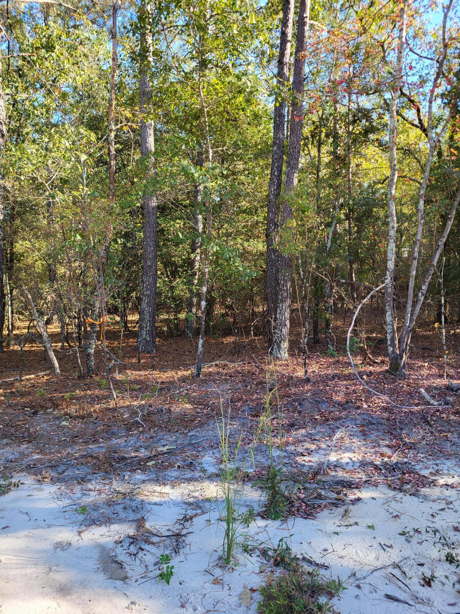 1357 Dairy Road Ridge Spring, SC 29129 - Photo 5 of 5