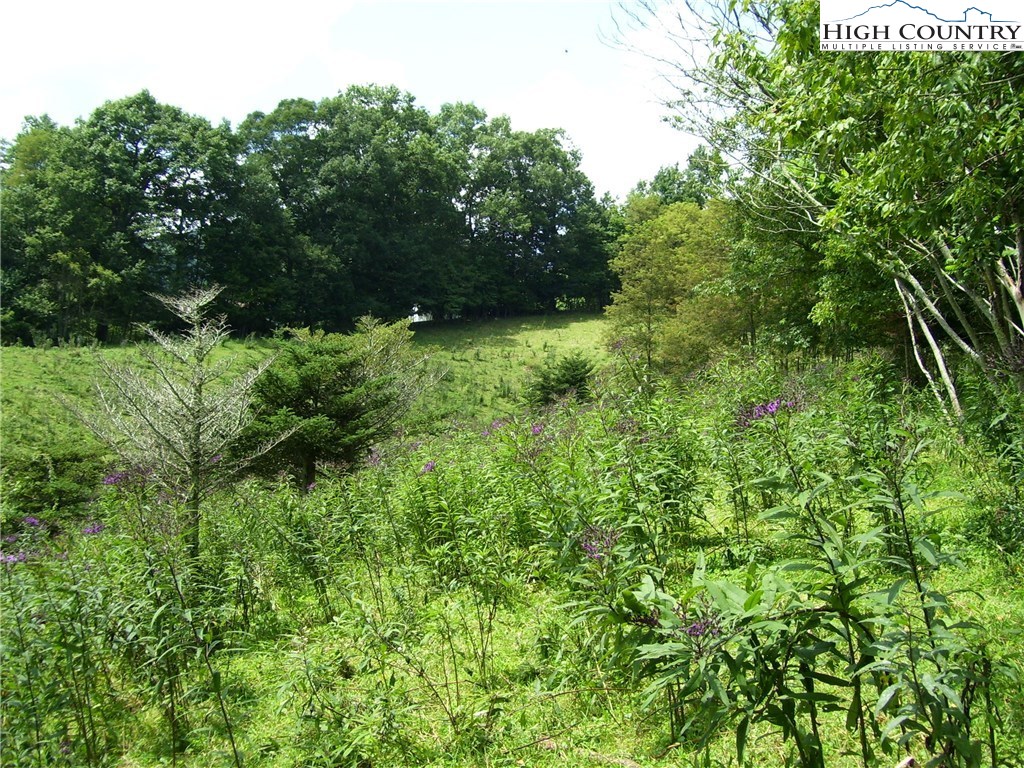 Whenlin Ridge Road Lansing, NC 28643 - Photo 3 of 6 a view of a lush green forest