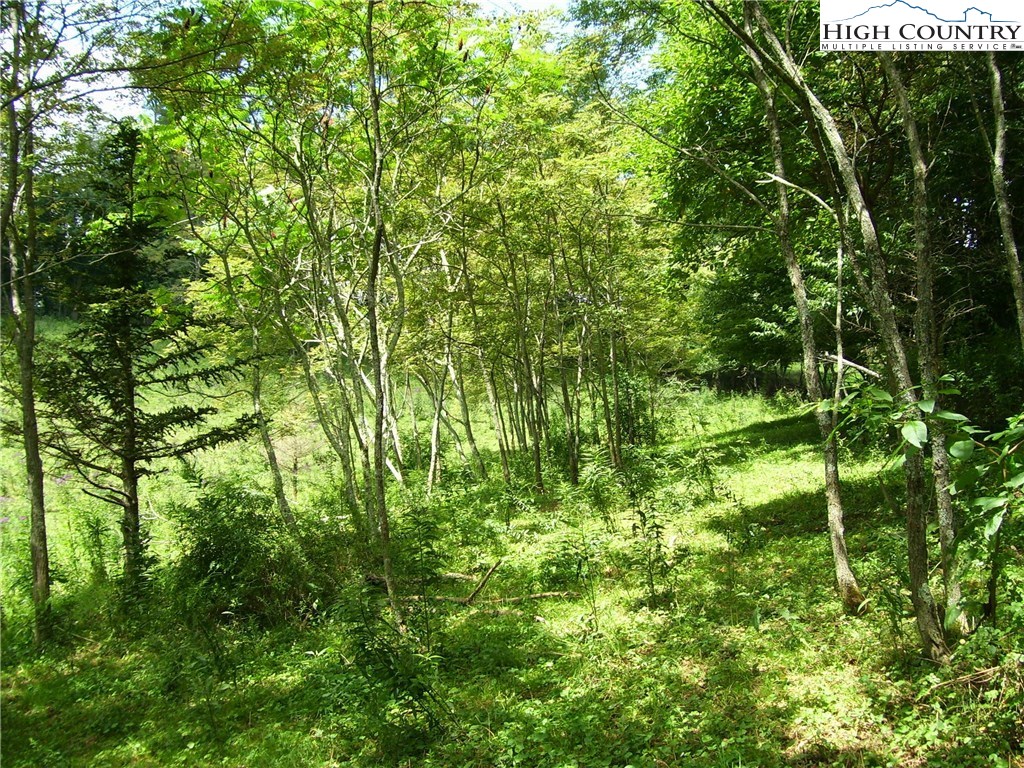 Whenlin Ridge Road Lansing, NC 28643 - Photo 5 of 6 a view of a lush green forest