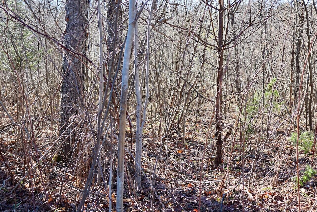 20334 11 Mile Road Leroy, MI 49655 - Photo 11 of 57 006aa