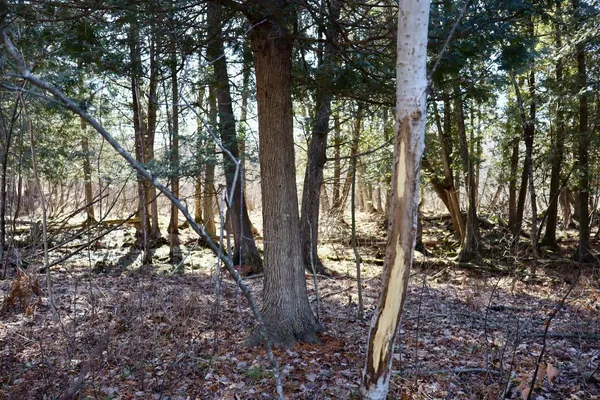 $359,000 | 20334 11 Mile Road, Leroy, MI 49655