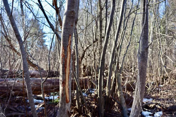 $359,000 | 20334 11 Mile Road, Leroy, MI 49655