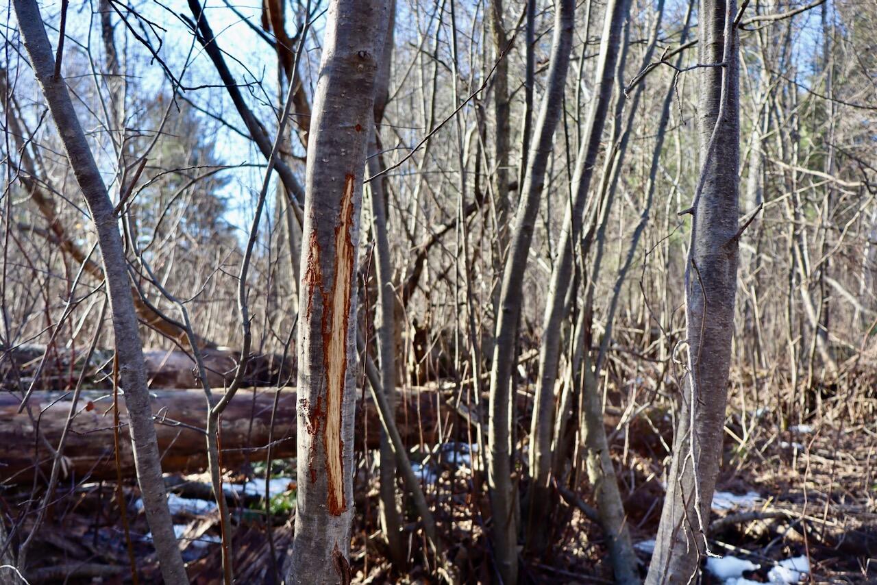 20334 11 Mile Road Leroy, MI 49655 - Photo 17 of 57 008a