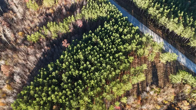 a close up of a tree