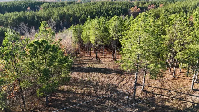 a view of a yard with plants and large trees