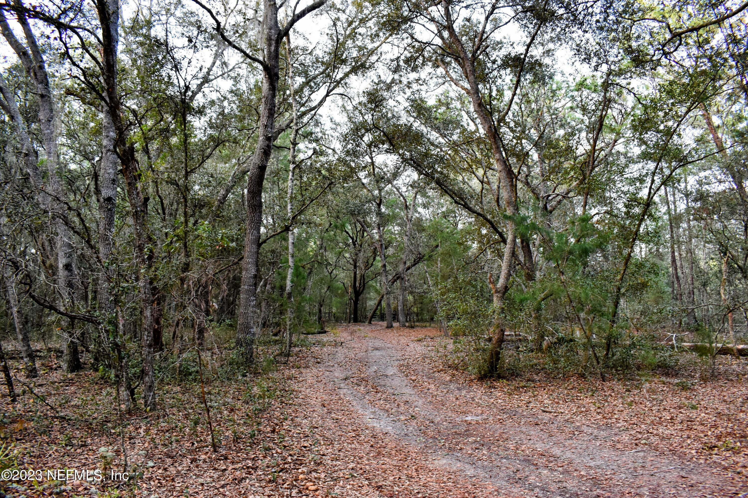 0 Simpson Drive Interlachen, FL 32148 - Photo 16 of 34 a view of a forest with trees in the background