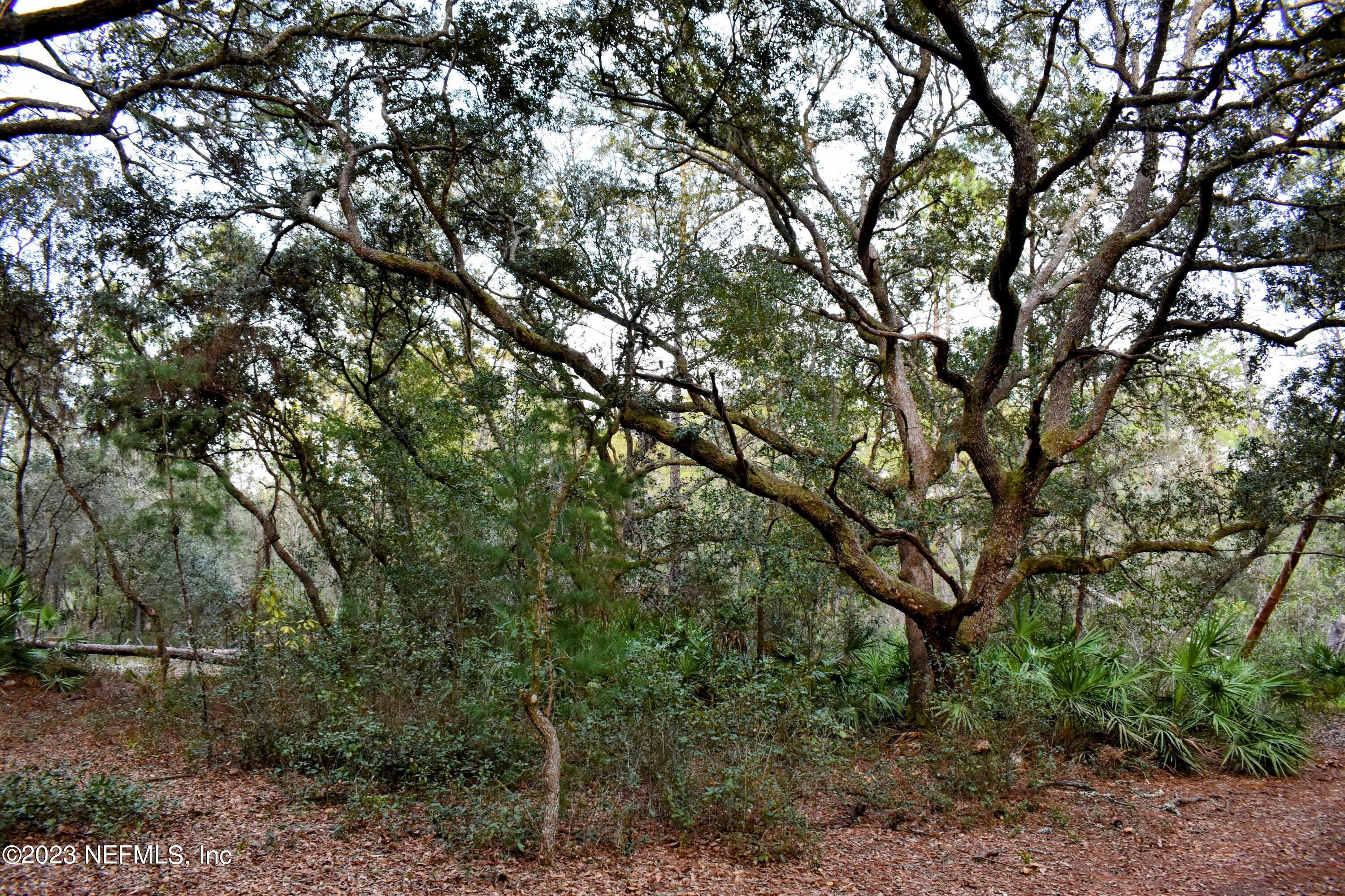 0 Simpson Drive Interlachen, FL 32148 - Photo 17 of 34 a view of forest