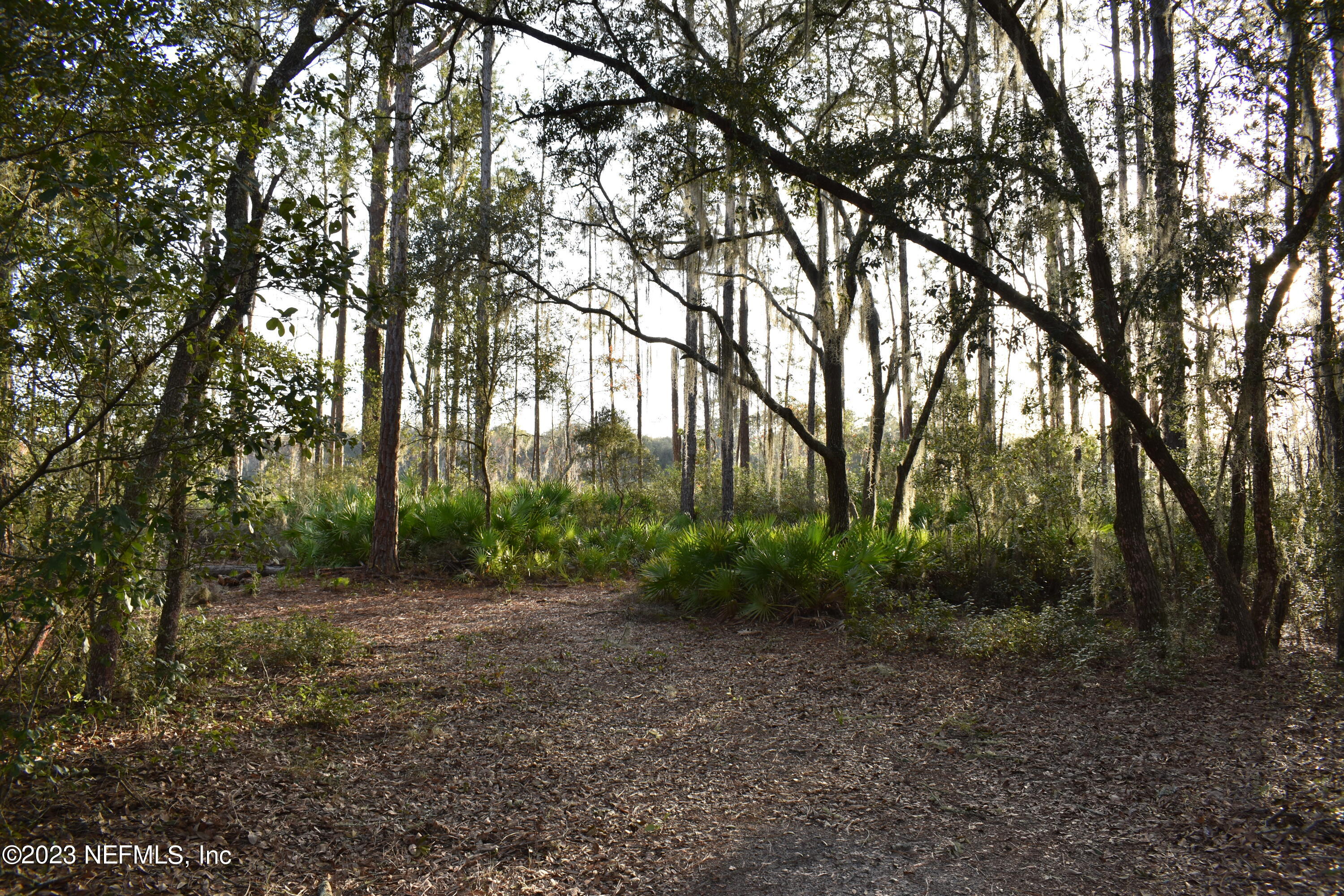 0 Simpson Drive Interlachen, FL 32148 - Photo 22 of 34 a view of a forest with trees in the background