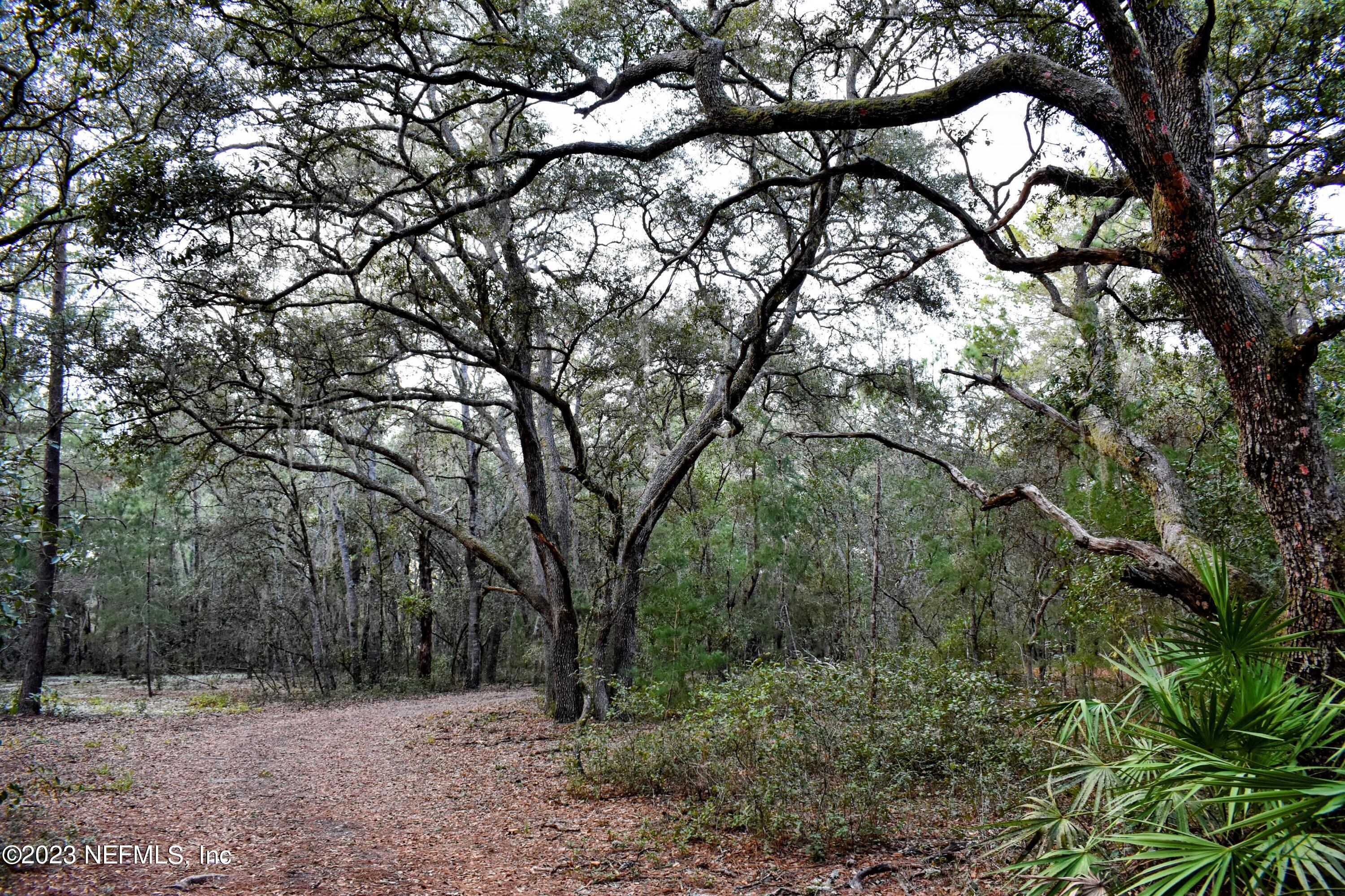 0 Simpson Drive Interlachen, FL 32148 - Photo 24 of 34 a view of a forest filled with trees