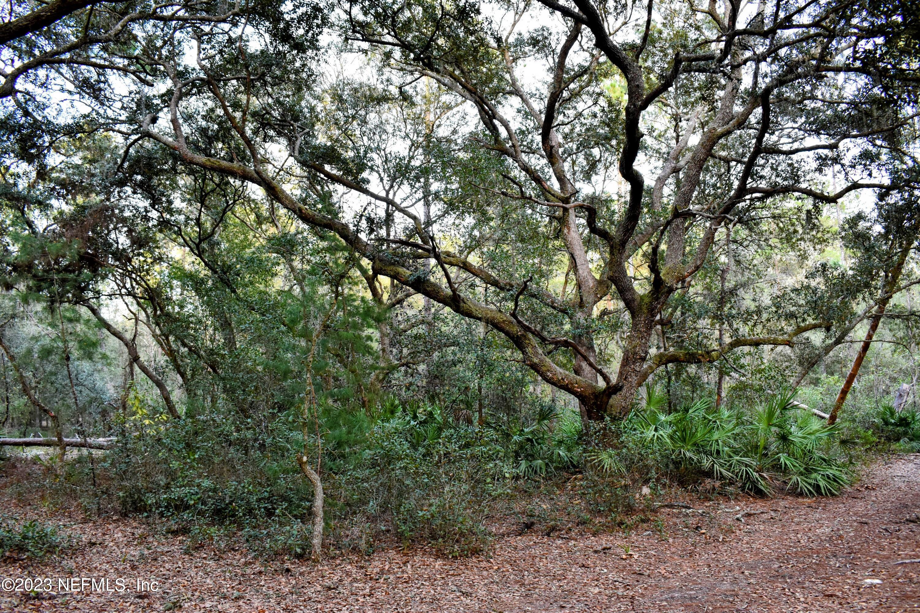 0 Simpson Drive Interlachen, FL 32148 - Photo 4 of 34 a view of forest