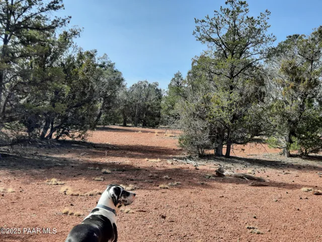 a view of a yard with a tree