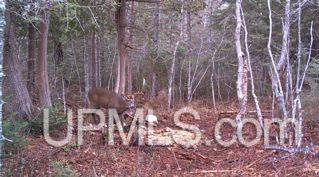 N1766 Old Plank Road Wetmore, MI 49895 - Photo 23 of 25