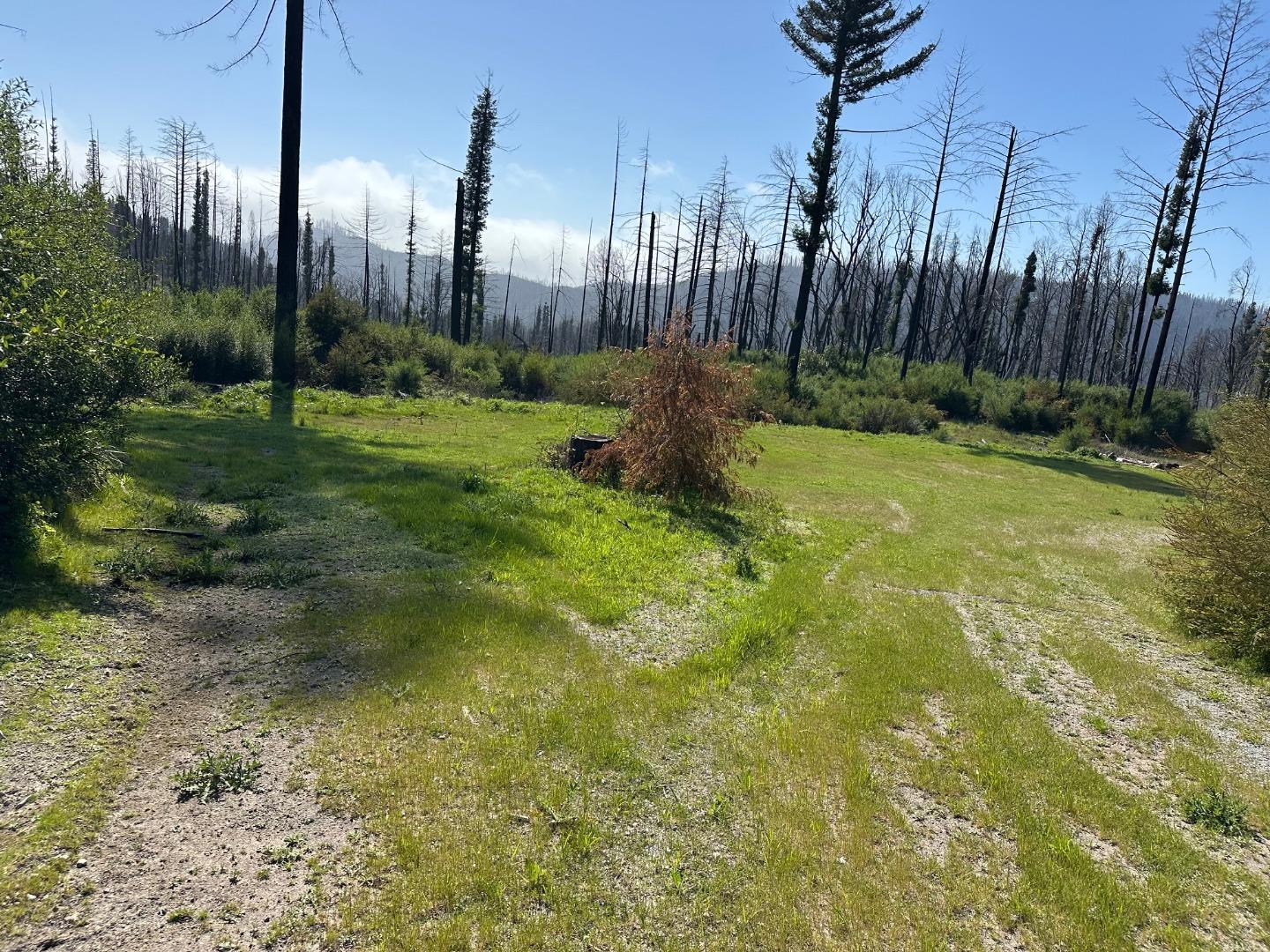 4605 Last Chance Road Davenport, CA 95017 - Photo 11 of 30 a view of a yard with palm trees