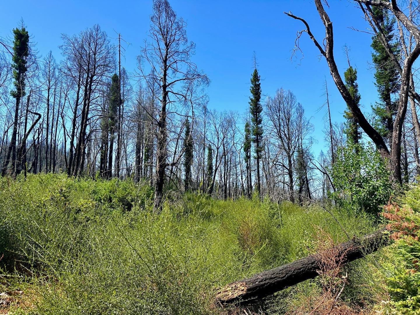 4605 Last Chance Road Davenport, CA 95017 - Photo 18 of 30 a view of a backyard