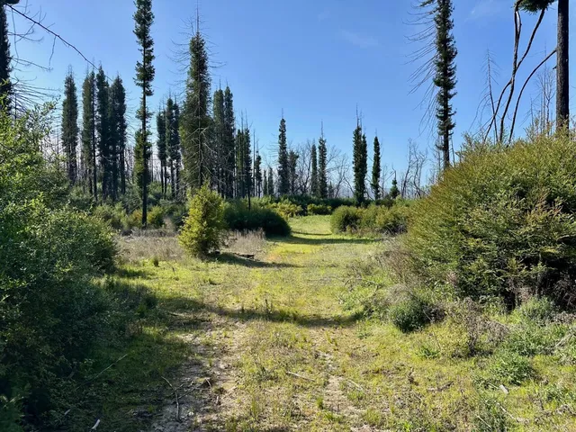 a view of a garden with trees