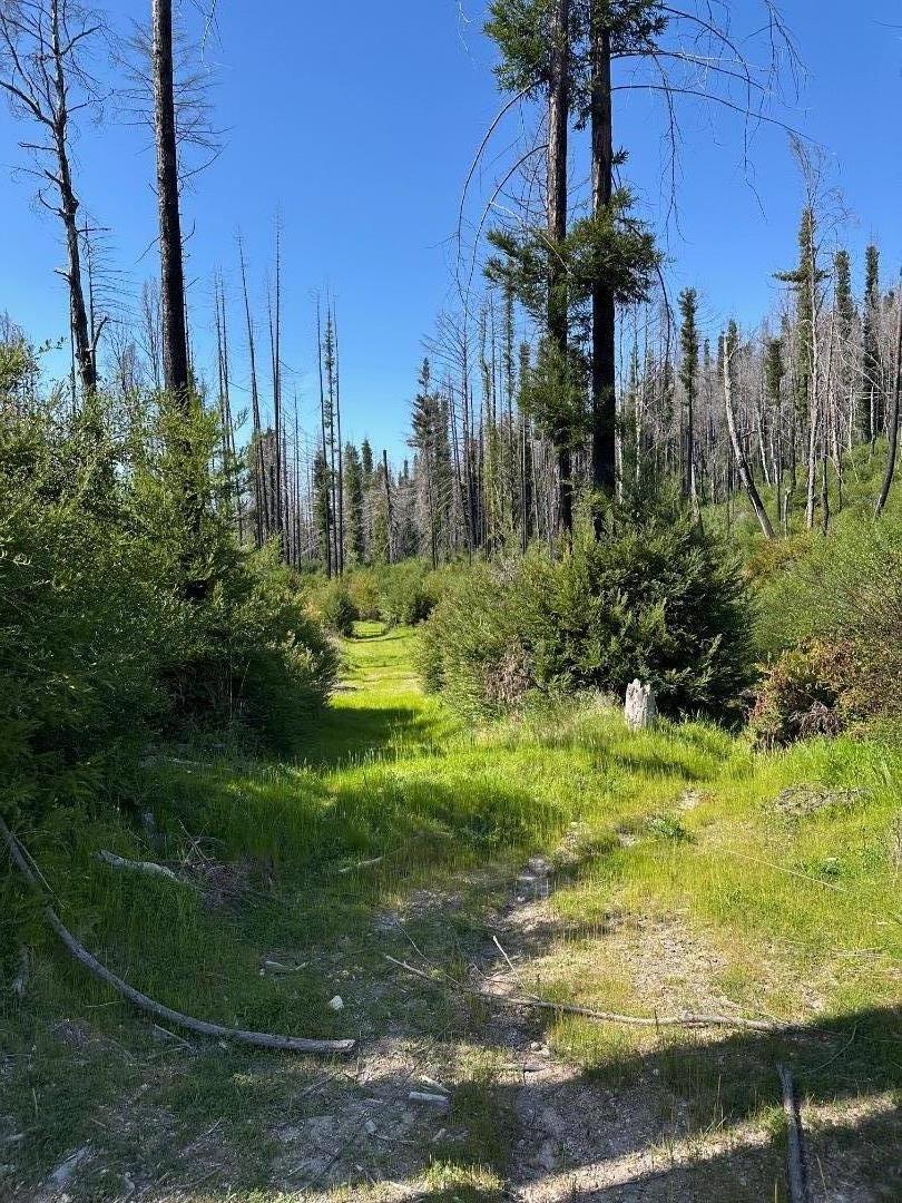 4605 Last Chance Road Davenport, CA 95017 - Photo 25 of 30 a view of a garden