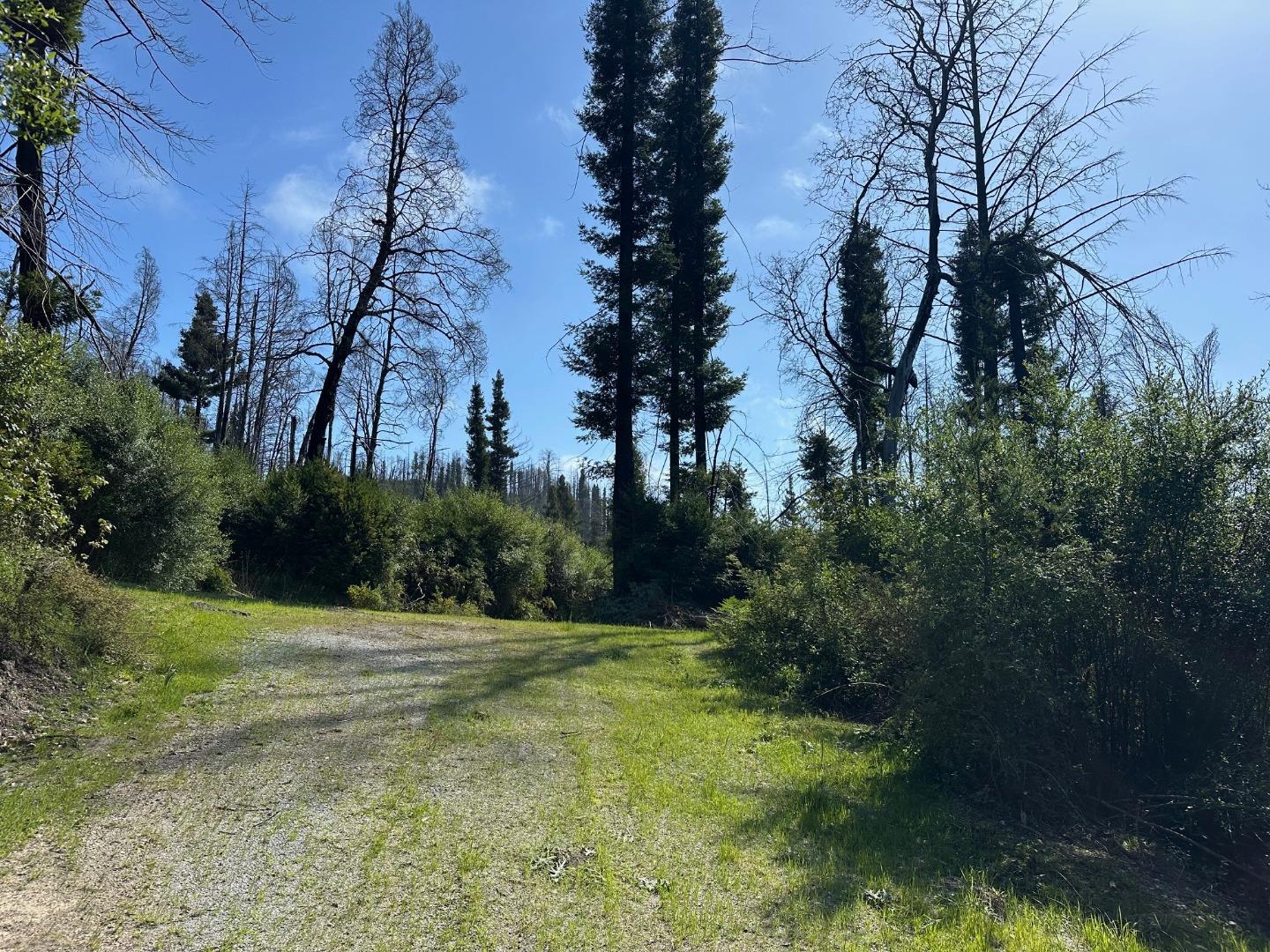 4605 Last Chance Road Davenport, CA 95017 - Photo 27 of 30 a view of a grassy area with trees