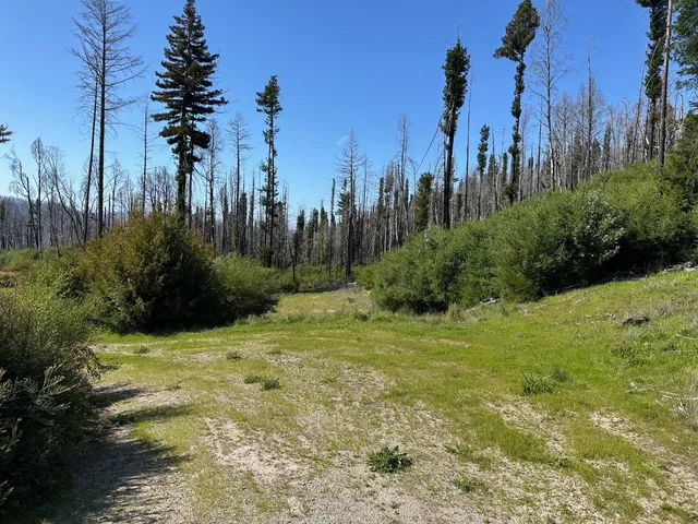 a view of a yard with trees