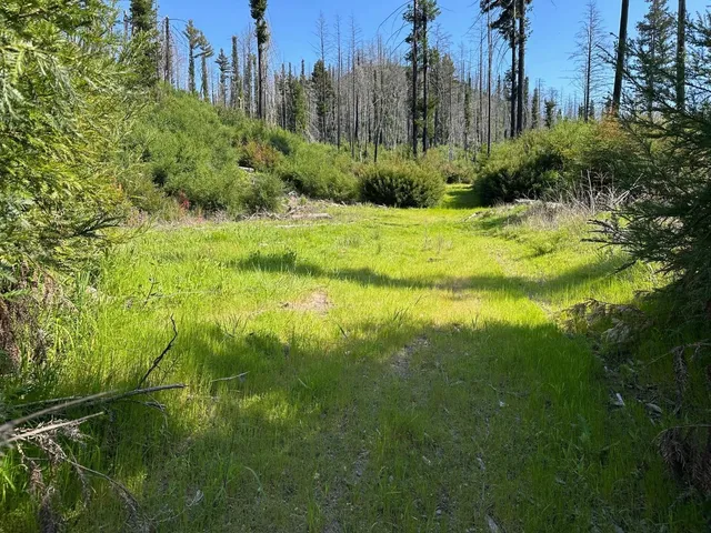a view of a garden with a building in the background