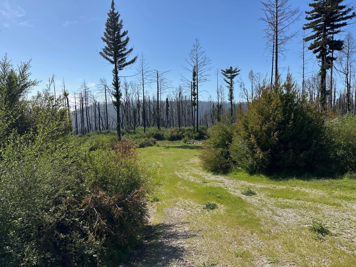 4605 Last Chance Road Davenport, CA 95017 - Photo 30 of 30 a view of a garden