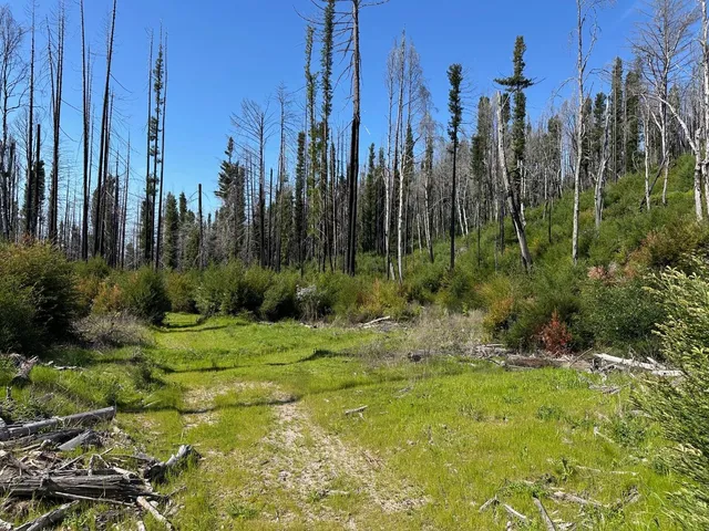 a view of a garden with palm trees
