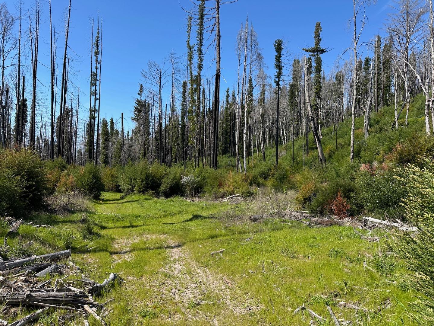 4605 Last Chance Road Davenport, CA 95017 - Photo 4 of 30 a view of a garden with palm trees